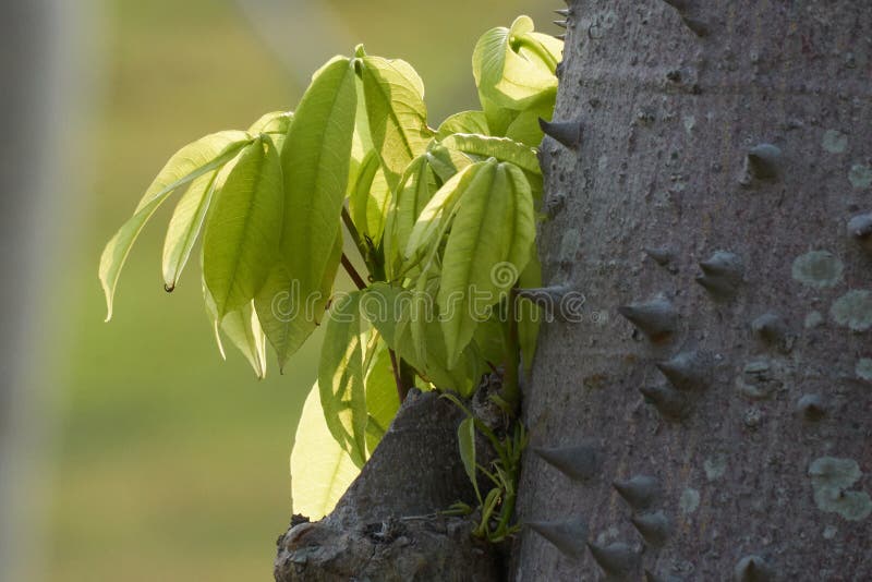 16 816 Silk Tree Photos Free Royalty Free Stock Photos From Dreamstime