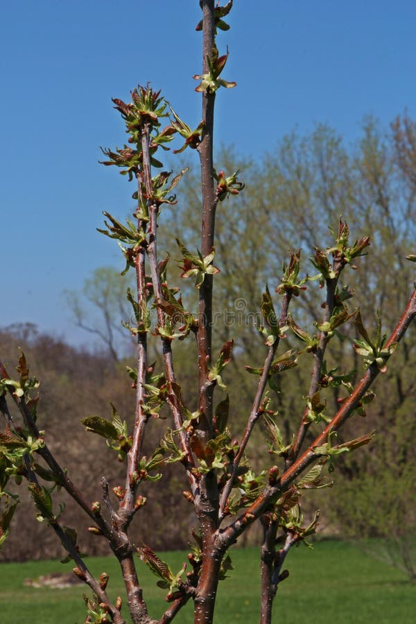 Buds and Newly Formed Leaves on a Cherry Tree in Spring in Wisconsin