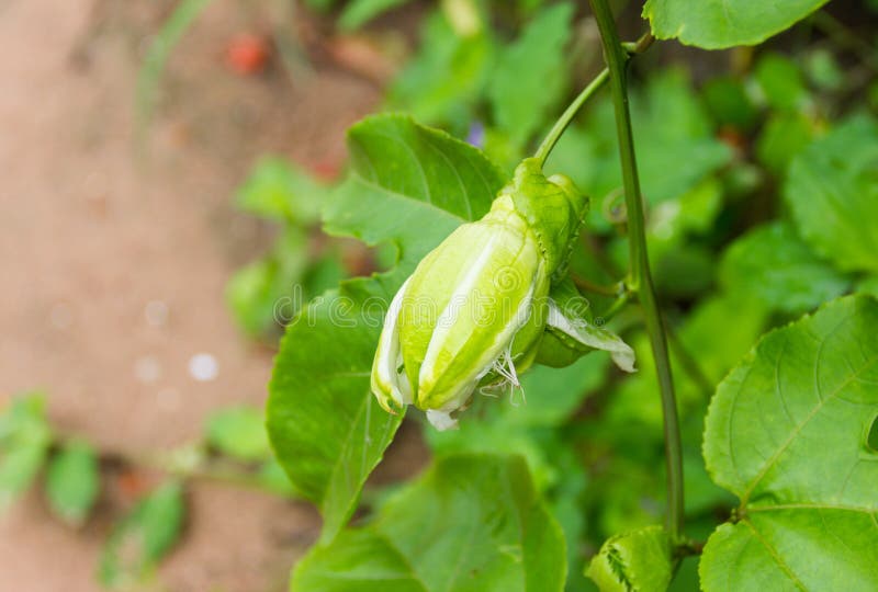 The Buds of Passion Fruit on the Vine. Stock Image Image of botanical