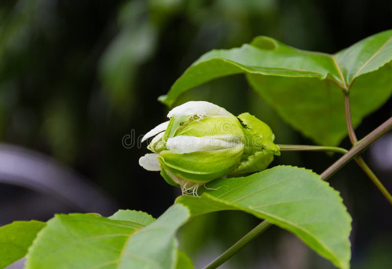 The Buds of Passion Fruit on the Vine. Stock Image Image of leaf