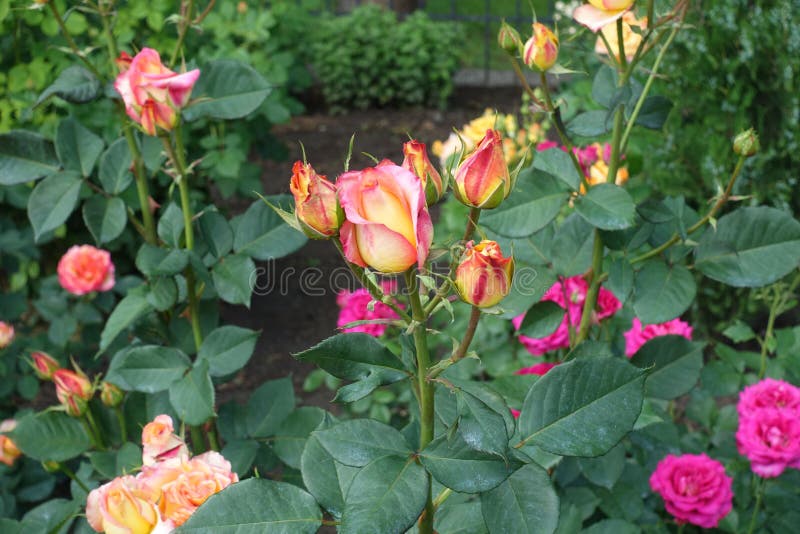 Buds of pink and yellow roses royalty free stock photo