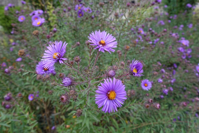 Buds and purple flowers of New England aster