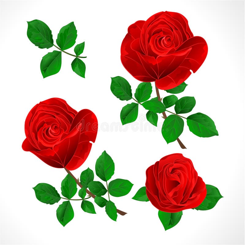 Buds red roses with leaves vintage on a white background set three vector illustration editable