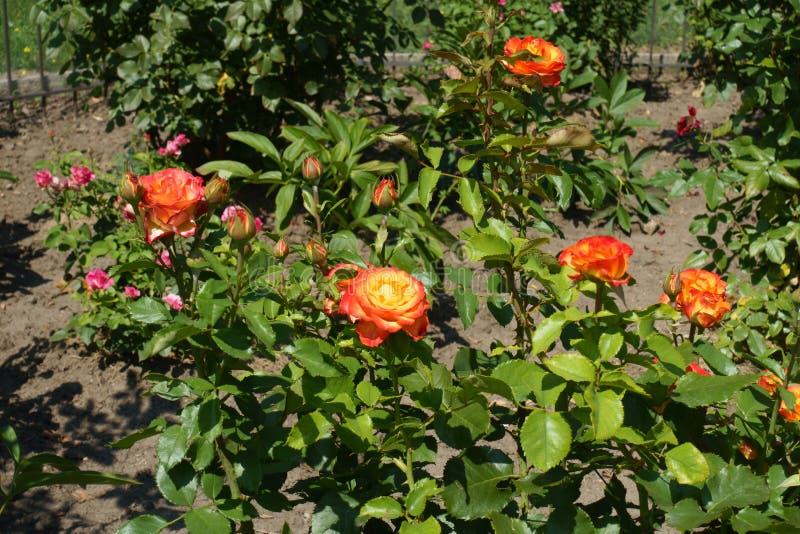 Buds and red and yellow flowers of rose in August royalty free stock photography