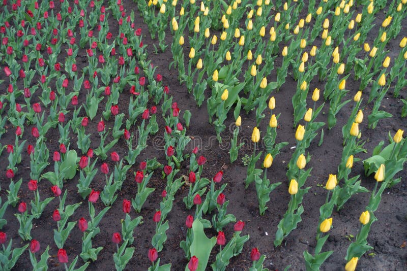Buds of red and yellow tulips in April stock photos