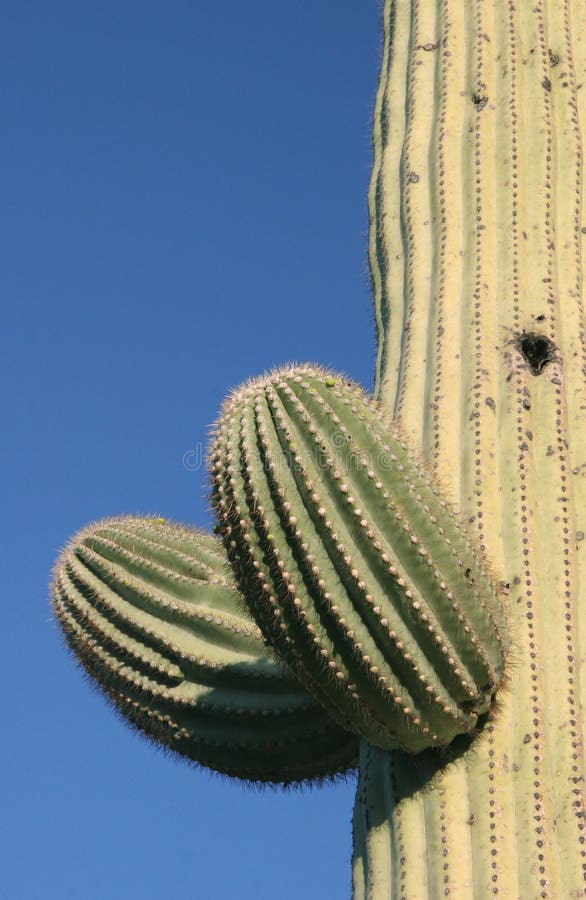 Buds on Saguaro cactus