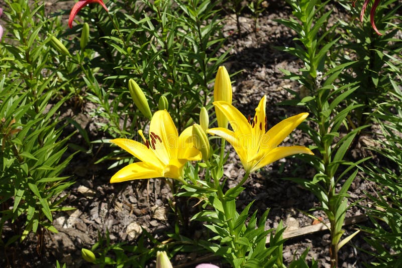Buds and two bright yellow flowers in June stock images