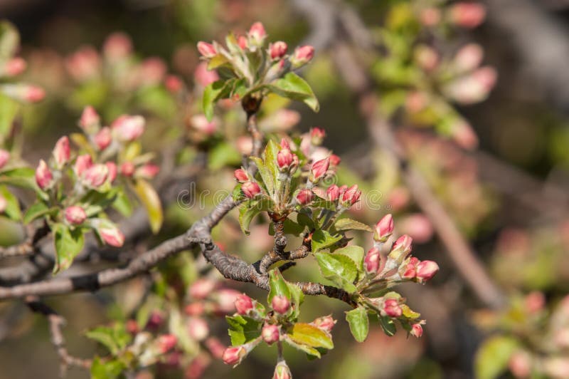 Buds of Unblown Fruit Tree, Stock Image Image of freshness, green