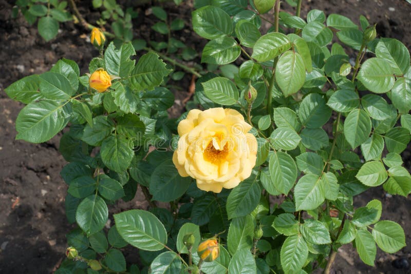 Buds and Yellow Flower on Rose Bush Stock Image Image of branch