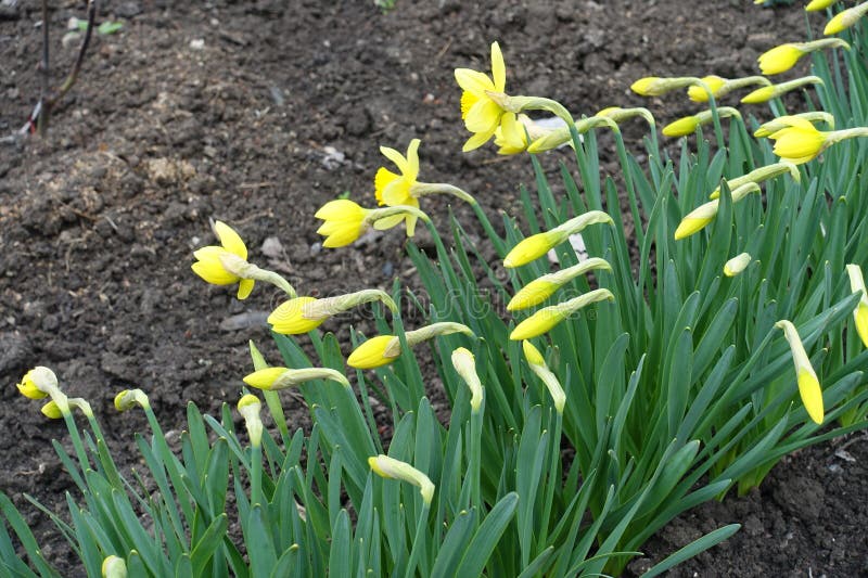 Buds and yellow flowers of daffodils in April royalty free stock photo