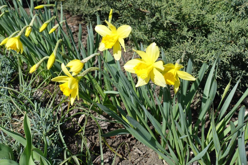 Buds and 4 yellow flowers of daffodils in mid March stock photography