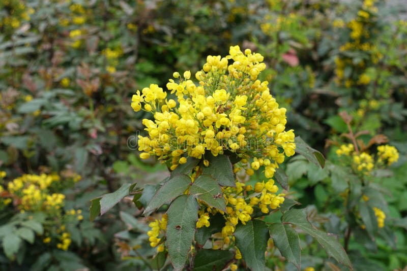 Buds and yellow flowers of Oregon grape stock images