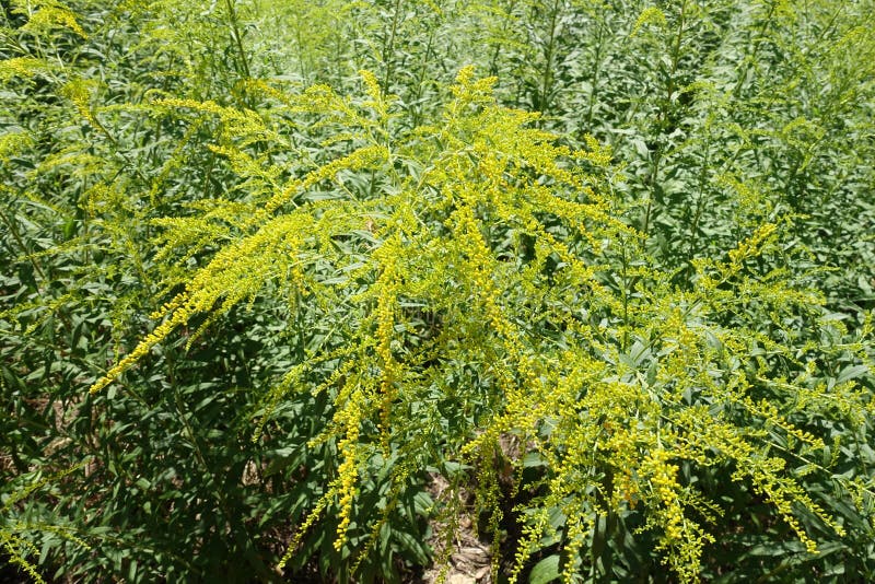 Buds and yellow flowers of Solidago canadensis stock image