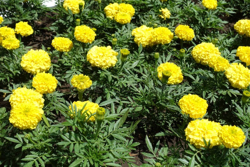 Buds and yellow flowers of Tagetes erecta royalty free stock image