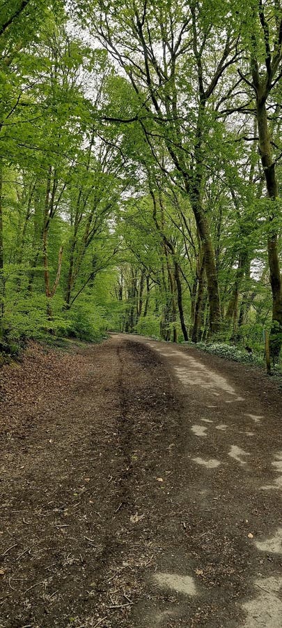 Much of Budshead Woods is classed as being ancient, meaning the trees have been recoreded to be growing here since at least 1600, which is more than 400 years ago. The site provides a valuable landscape and biodiversity resource for the area and contains a number of habitats including woodland, a stream, a pond and a tidal creek.Spring time is agreat time to spot woodland flowers such a lesser celandinem bluebells, primroses and wild garlic. Whilst exploring the woods you may hear the sound of a woodpecker pecking at the old trees or the sounds of buzzards soaring overhead. Much of Budshead Woods is classed as being ancient, meaning the trees have been recoreded to be growing here since at least 1600, which is more than 400 years ago. The site provides a valuable landscape and biodiversity resource for the area and contains a number of habitats including woodland, a stream, a pond and a tidal creek.Spring time is agreat time to spot woodland flowers such a lesser celandinem bluebells, primroses and wild garlic. Whilst exploring the woods you may hear the sound of a woodpecker pecking at the old trees or the sounds of buzzards soaring overhead.