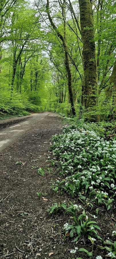 Much of Budshead Woods is classed as being ancient, meaning the trees have been recoreded to be growing here since at least 1600, which is more than 400 years ago. The site provides a valuable landscape and biodiversity resource for the area and contains a number of habitats including woodland, a stream, a pond and a tidal creek.Spring time is agreat time to spot woodland flowers such a lesser celandinem bluebells, primroses and wild garlic. Whilst exploring the woods you may hear the sound of a woodpecker pecking at the old trees or the sounds of buzzards soaring overhead. Much of Budshead Woods is classed as being ancient, meaning the trees have been recoreded to be growing here since at least 1600, which is more than 400 years ago. The site provides a valuable landscape and biodiversity resource for the area and contains a number of habitats including woodland, a stream, a pond and a tidal creek.Spring time is agreat time to spot woodland flowers such a lesser celandinem bluebells, primroses and wild garlic. Whilst exploring the woods you may hear the sound of a woodpecker pecking at the old trees or the sounds of buzzards soaring overhead.