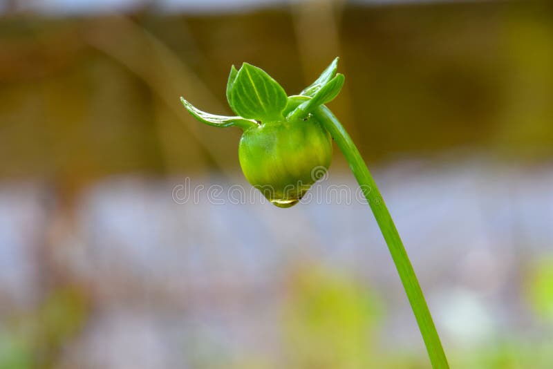 Maroon Dahlia Flower bud, green stem, on Dogwood tree bark texture. Maroon Dahlia Flower bud, green stem, on Dogwood tree bark texture