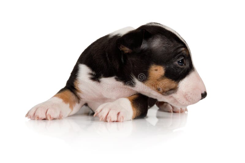 Buen cachorro en miniatura de Bull Terrier sobre fondo blanco fotografía de archivo Buen cachorro en miniatura de Bull Terrier sobre fondo blanco fotografía de archivo
