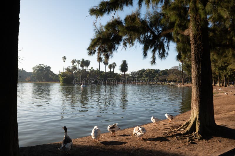 Ducks in the lakes of Bosques de Palermo in Buenos Aires, the capital of Argentina