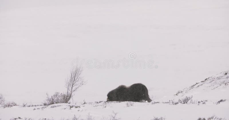 Buey almizano que camina en una fuerte ventisca de nieve en invierno