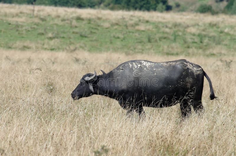 Bufalo di Transylvanian immagini stock libere da diritti Bufalo di Transylvanian immagini stock libere da diritti