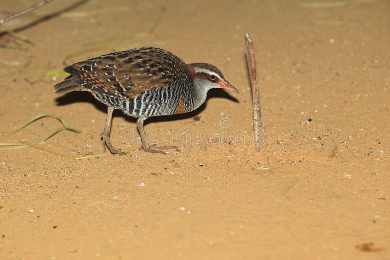 Buff-banded rail