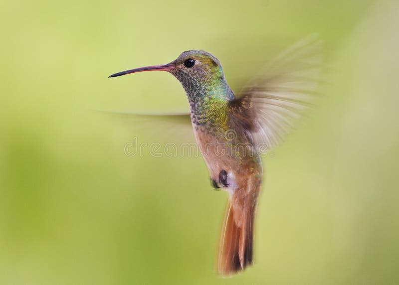 Buff-belied hummingbird hovering