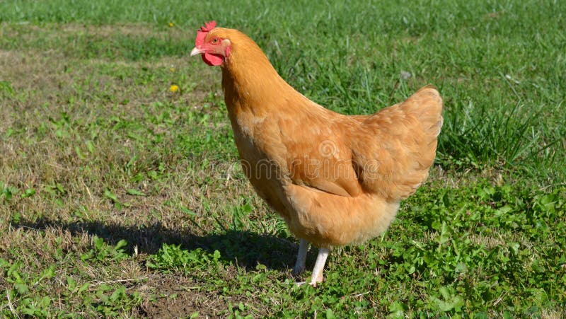 Buff Orpington hen royalty free stock photography
