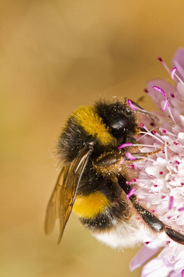 Buff-tailed Bumblebee (Bombus terrestris subsp. lusitanicus)