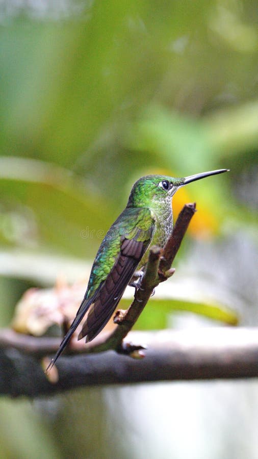 Bufftailed Hummingbird on a Twig Stock Image Image of
