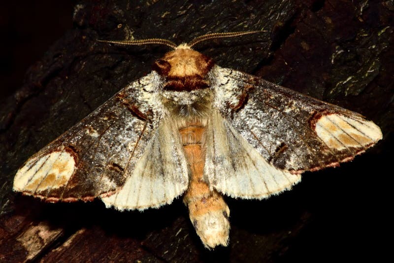 Buff-tip moth (Phalera bucephala) with wings open