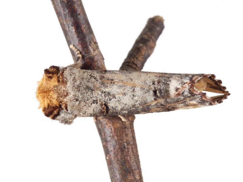 Buff-tip moth on twig isolated on white background. Phalera bucephala. Overhead view.