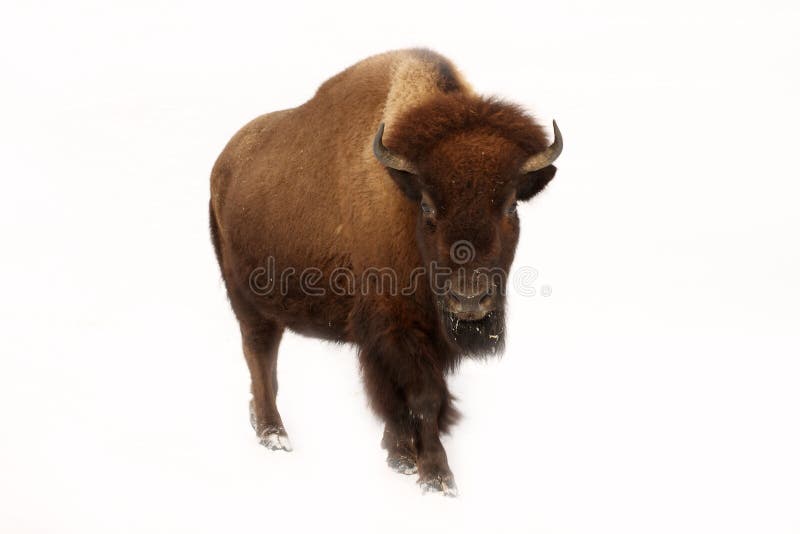 Buffalo immagini stock libere da diritti Buffalo immagini stock libere da diritti