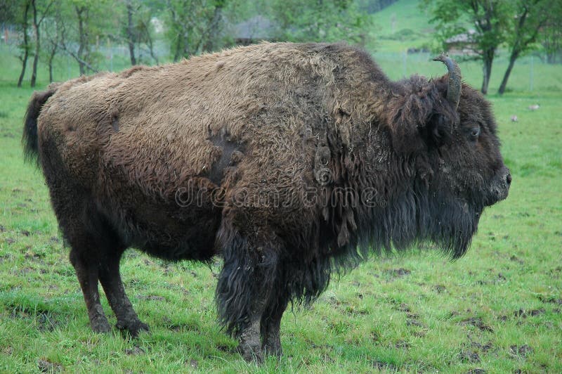 Hairy Buffalo Photos - Free & Royalty-Free Stock Photos from Dreamstime