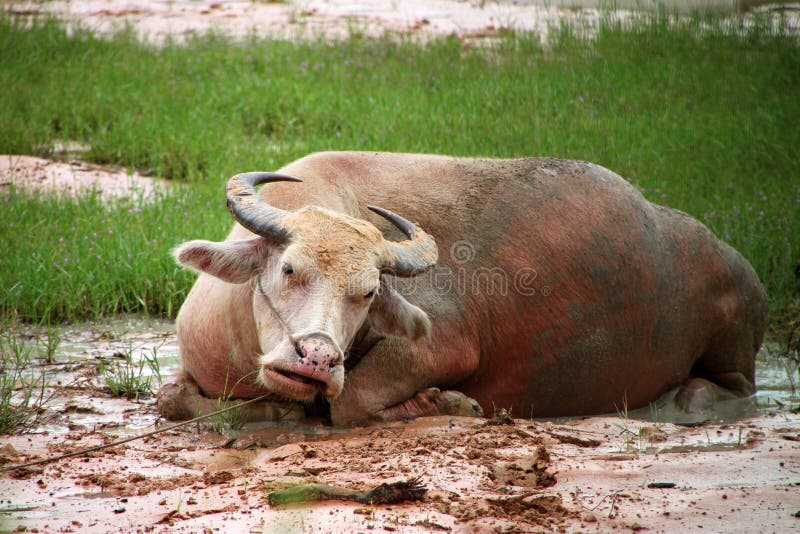 Buffalo stock photography