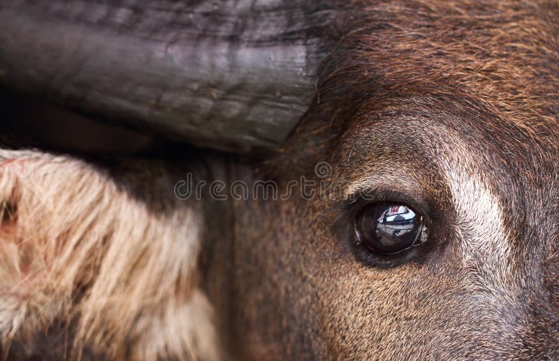 Eye Buffalo Stock Photos Download 2,160 Royalty Free Photos
