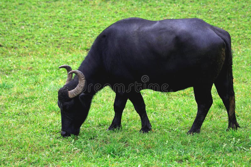 Buffalo