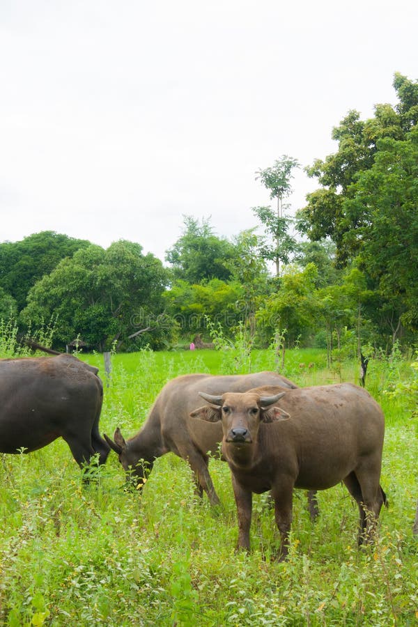 buffalo taille grand
