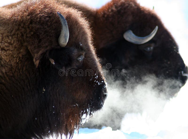 Buffalo