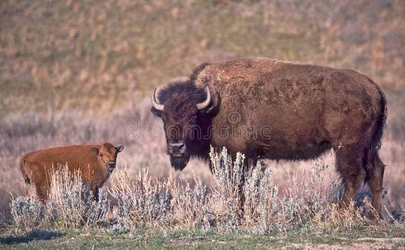 Buffalo