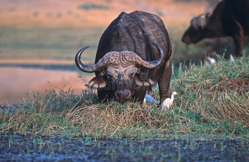 Buffalo stock photography