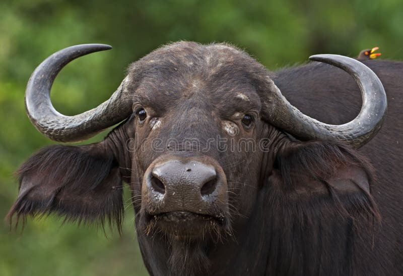 Buffalo royalty free stock photo