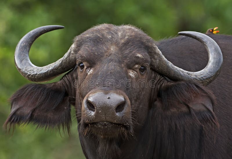 Buffalo