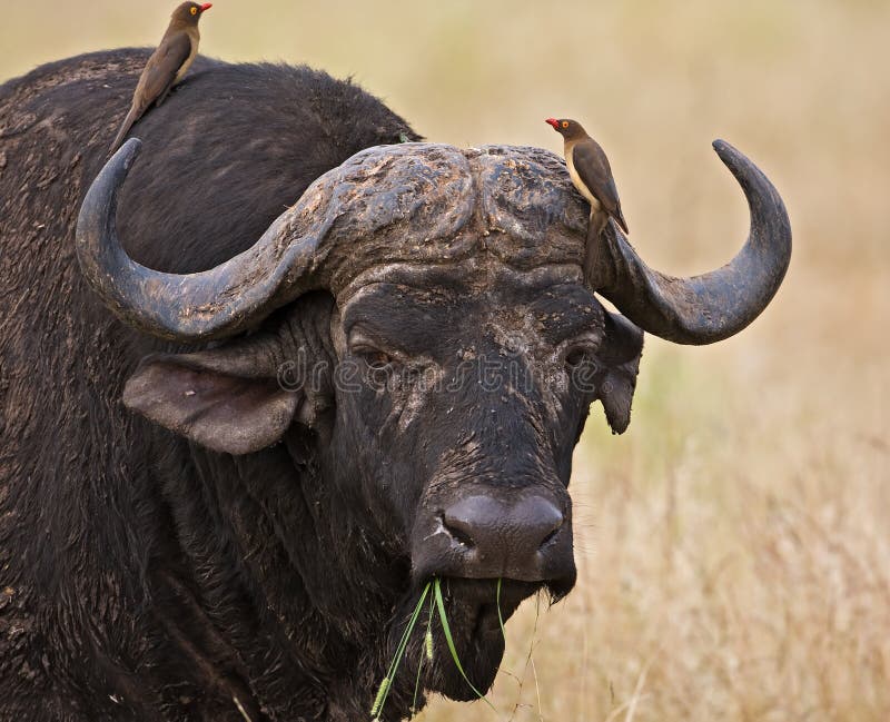 Buffalo