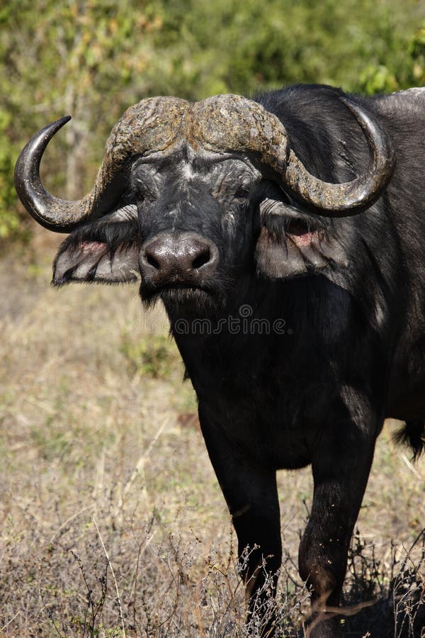 Buffalo africain - Botswana