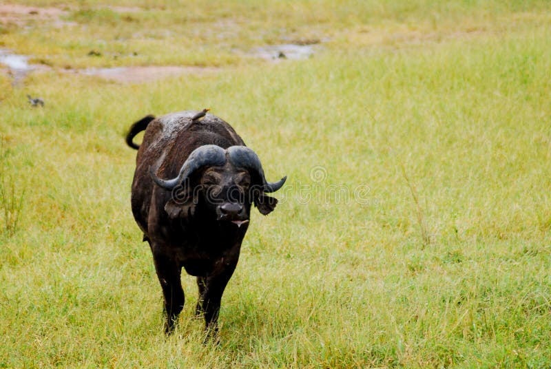 Buffalo africana sulle pianure fotografia stock libera da diritti Buffalo africana sulle pianure fotografia stock libera da diritti