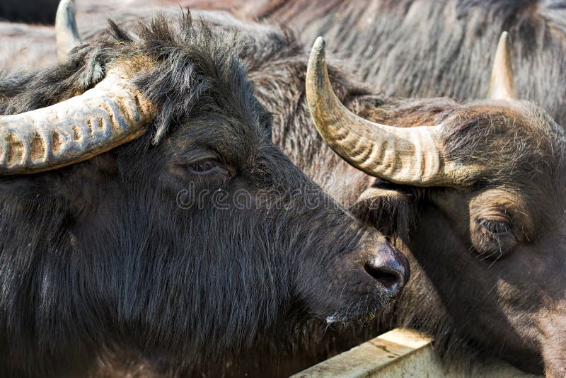 Buffalo animal on the farm stock image. Image of farm 92424571