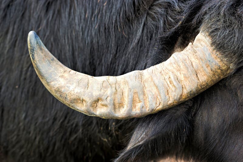 Buffalo animal on the farm stock image. Image of cultivate 92424937