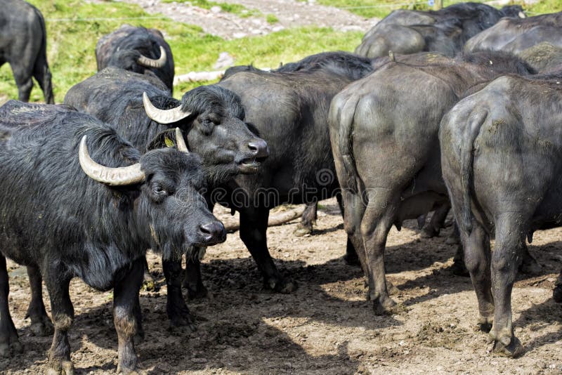 Buffalo animal on the farm stock image. Image of cultivate 92424937