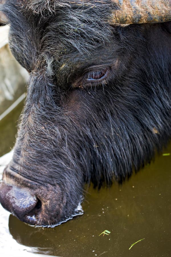 Buffalo animal on the farm stock image. Image of farm 92424571